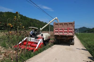 科技助力，省州專家團隊赴施秉縣開展中低產田產能提升與玉米大豆復合種植測產工作