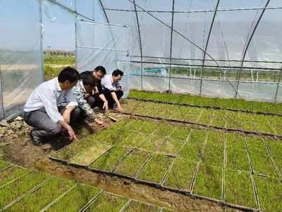 大觀 農技“把脈”助春耕，糧食豐收有保障